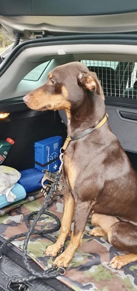 Samba - lieb, wunderschön, fröhlich 🥰