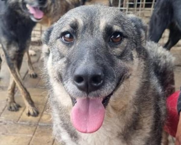 Lonka-verschmuste, süße Hündin, 44 cm