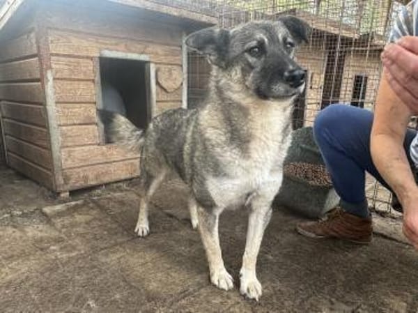 Lonka-verschmuste, süße Hündin, 44 cm