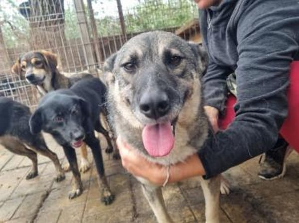 Lonka-verschmuste, süße Hündin, 44 cm