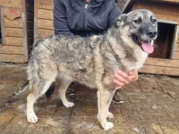 Lonka-verschmuste, süße Hündin, 44 cm