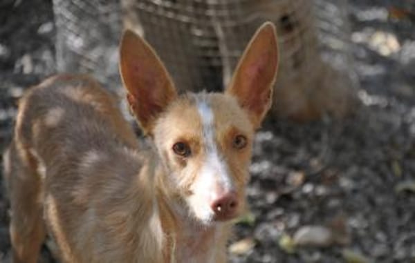 Penny möchte in Ihr Herz 💓