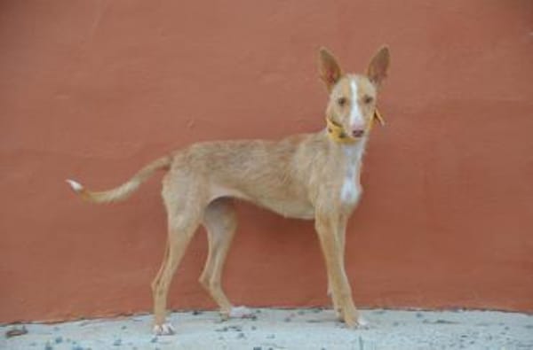 Penny möchte in Ihr Herz 💓