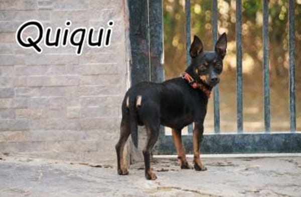 Quiqui braucht dich ❤