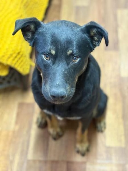 Max - großes Herz aus Gold