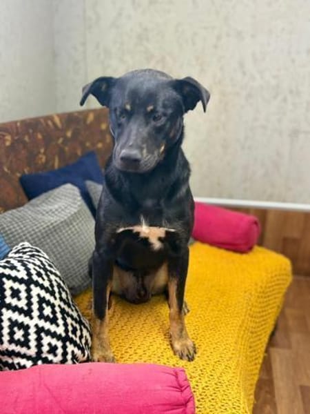 Max - großes Herz aus Gold