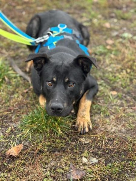 Max - großes Herz aus Gold