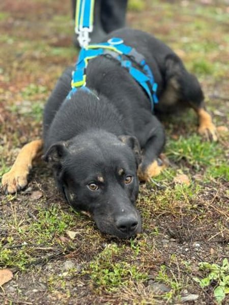 Max - großes Herz aus Gold