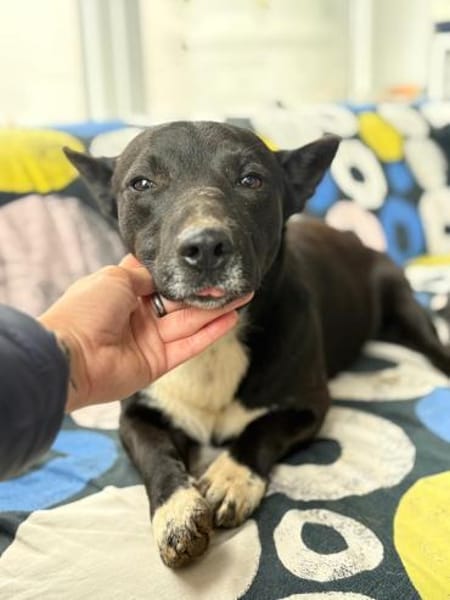 Boss - dein Kuschelpartner in Crime