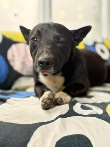 Boss - dein Kuschelpartner in Crime