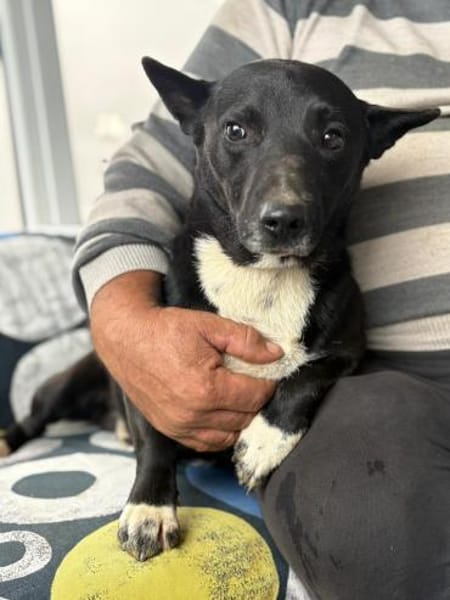 Boss - dein Kuschelpartner in Crime