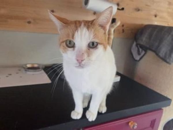 BEETHOVEN-entspannter,verschmuster Kater