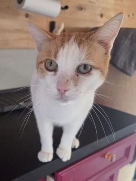 BEETHOVEN-entspannter,verschmuster Kater