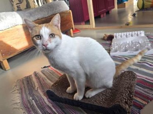 BEETHOVEN-entspannter,verschmuster Kater