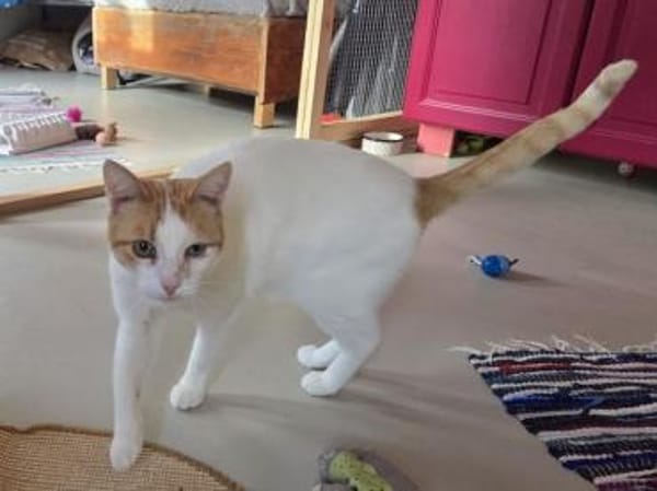 BEETHOVEN-entspannter,verschmuster Kater