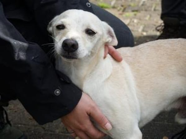 Oscar, verspielt, offen, sehr verschmust