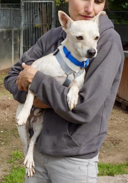 Oscar, verspielt, offen, sehr verschmust