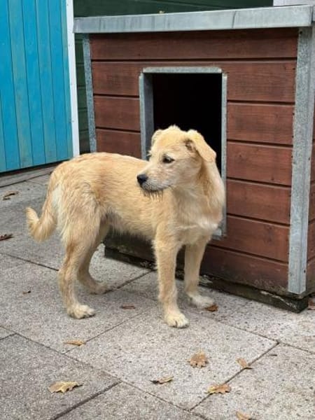 BARNY-zuckersüßer Jung-Rüde, 44 cm(w)