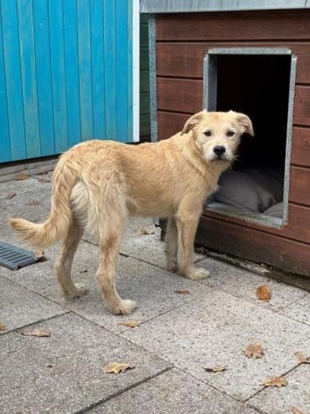 BARNY-zuckersüßer Jung-Rüde, 44 cm(w)