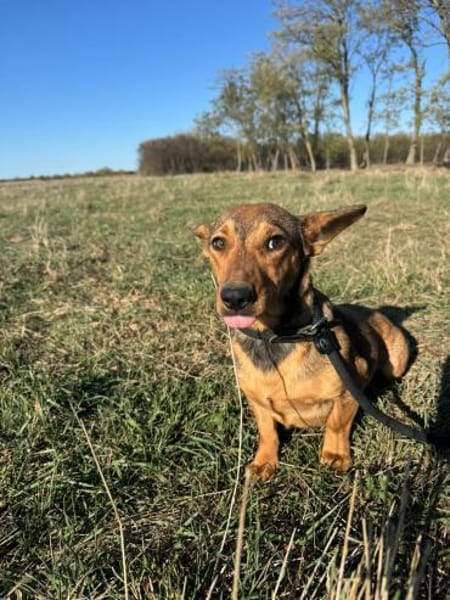 Ella - zwei Ohren zum Verlieben
