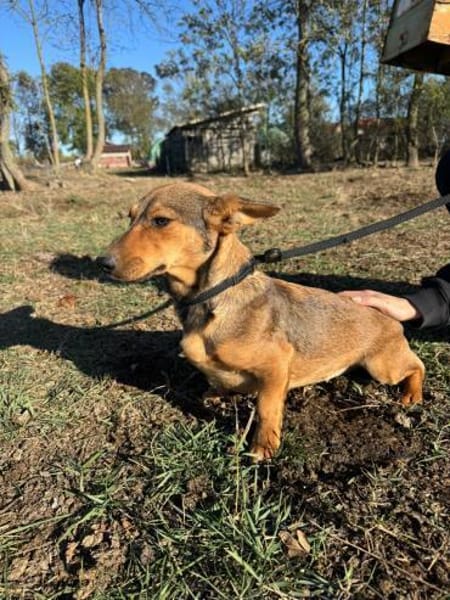 Ella - zwei Ohren zum Verlieben