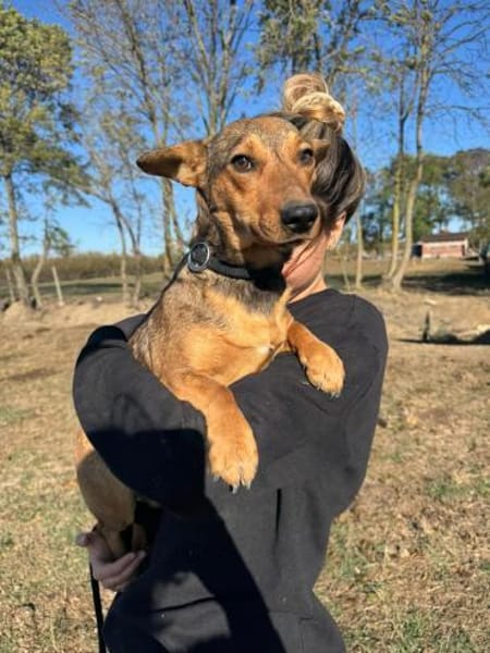 Ella - zwei Ohren zum Verlieben