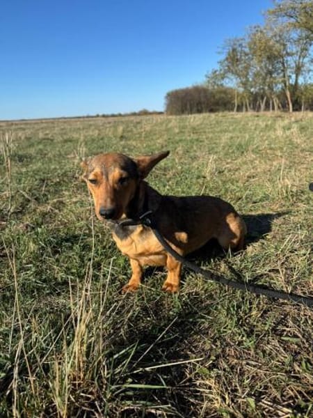 Ella - zwei Ohren zum Verlieben