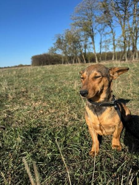 Ella - zwei Ohren zum Verlieben
