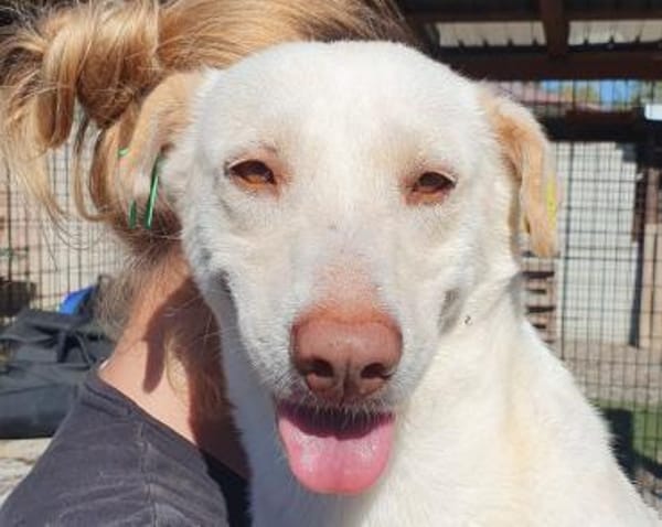 MALEEN-sanfte, wunderschöne Hündin,48cm