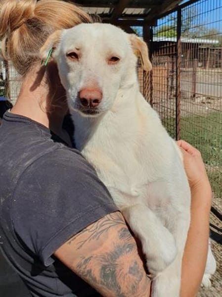 MALEEN-sanfte, wunderschöne Hündin,48cm