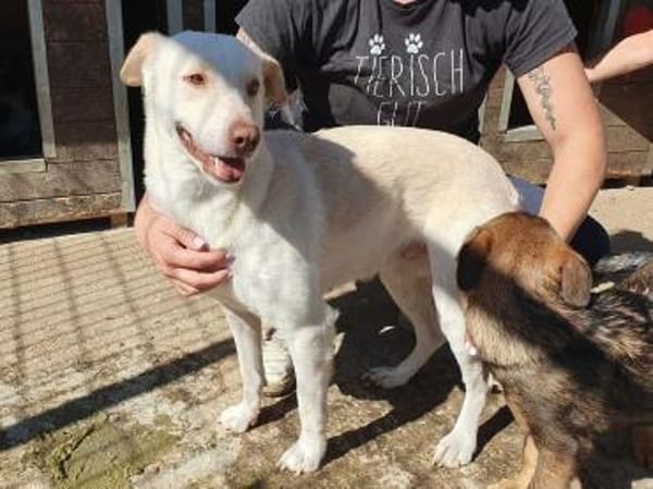 MALEEN-sanfte, wunderschöne Hündin,48cm