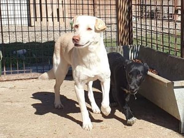 MALEEN-sanfte, wunderschöne Hündin,48cm