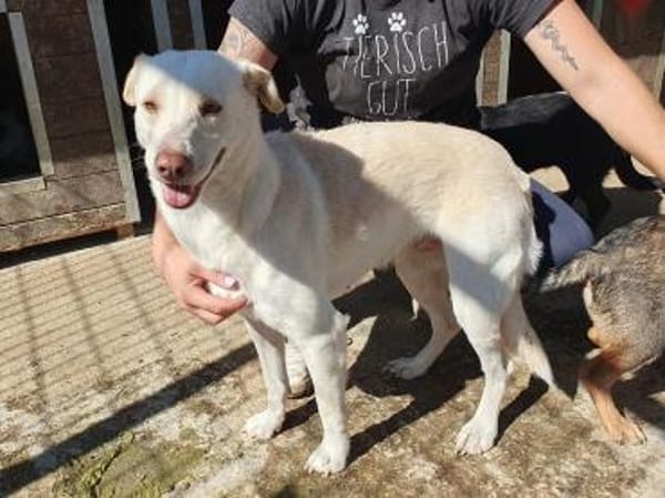 MALEEN-sanfte, wunderschöne Hündin,48cm