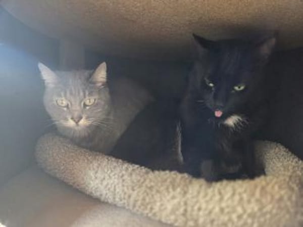 HAZY-wunderschöne, freundliche Katze