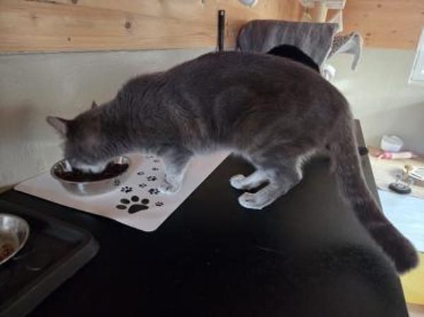 HAZY-wunderschöne, freundliche Katze