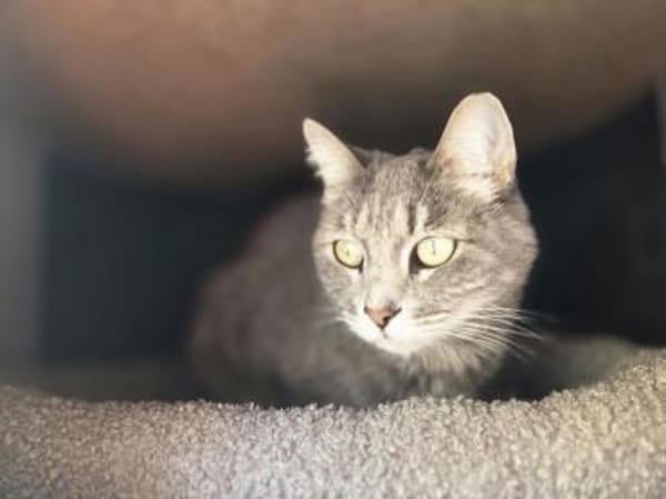 HAZY-wunderschöne, freundliche Katze