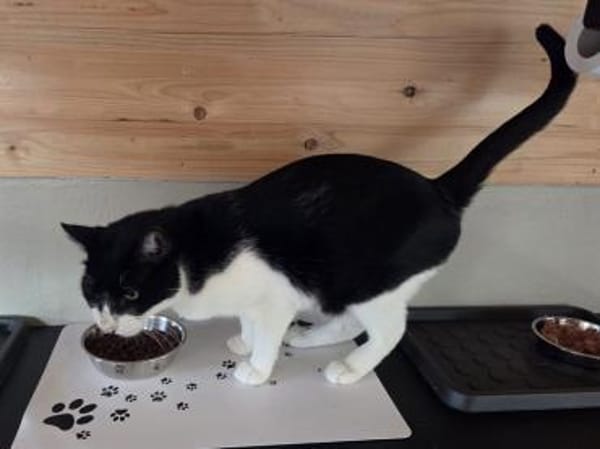 MINO-ruhiger,zurückhaltender Kater