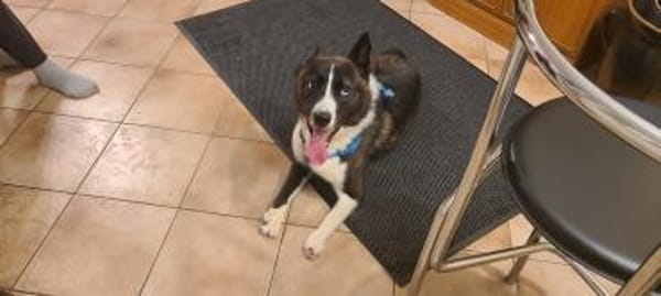 TORI - hat abgefrorene Pfoten