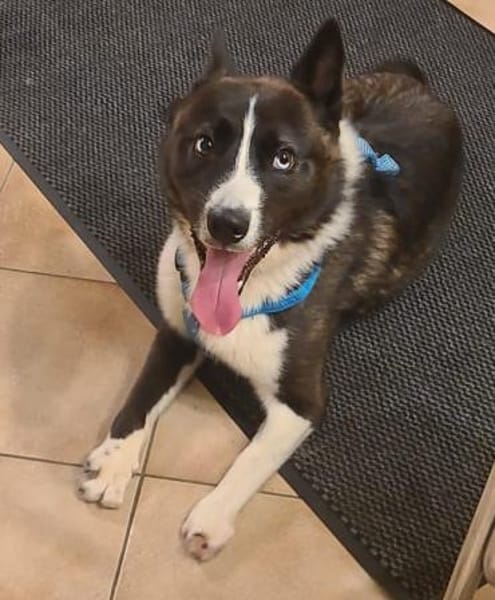 TORI - hat abgefrorene Pfoten