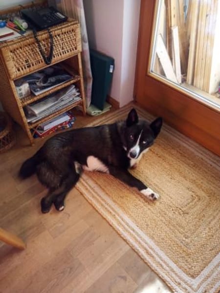 TORI - hat abgefrorene Pfoten