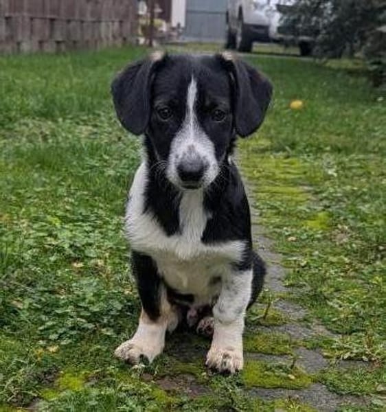 Camillo sucht liebes Zuhause