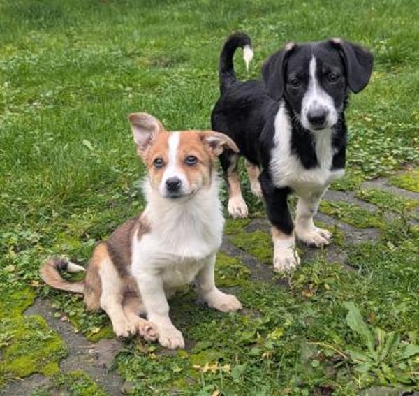 Camillo sucht liebes Zuhause