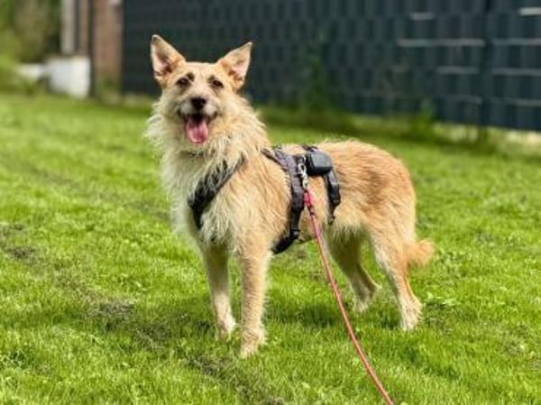 Kiki - die liebe Grinsemaus