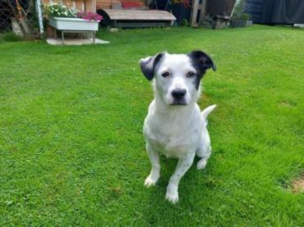 SUNNY-freundliche,hübsche  Hündin,34 cm