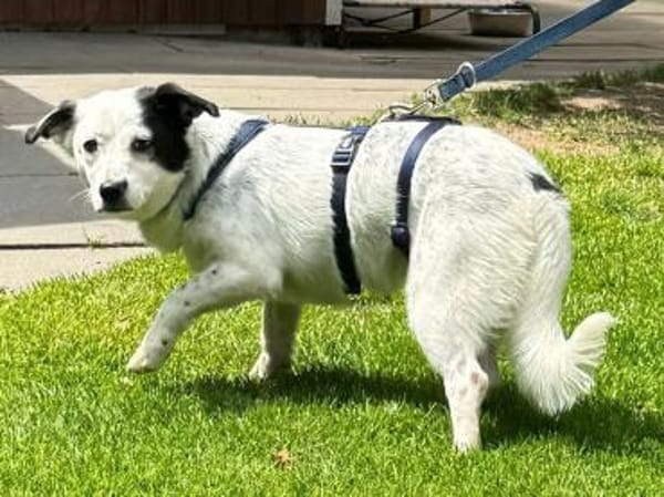 SUNNY-freundliche,hübsche  Hündin,34 cm