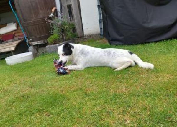 SUNNY-freundliche,hübsche  Hündin,34 cm