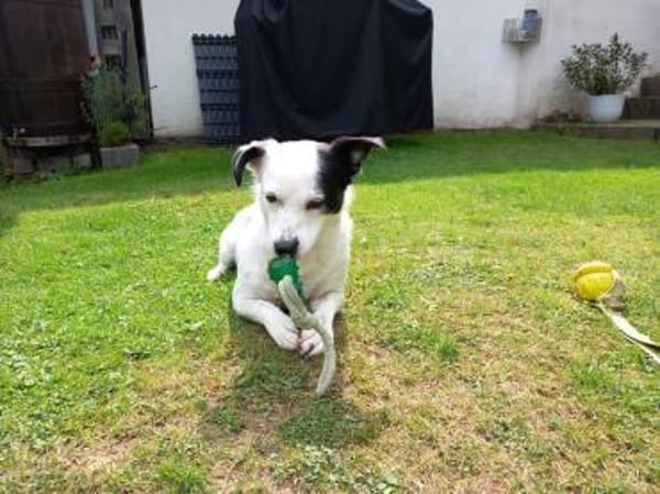 SUNNY-freundliche,hübsche  Hündin,34 cm