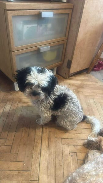 Sunshine, Sonne kommt ins Haus