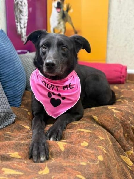 Molly - unser stiller Schatten