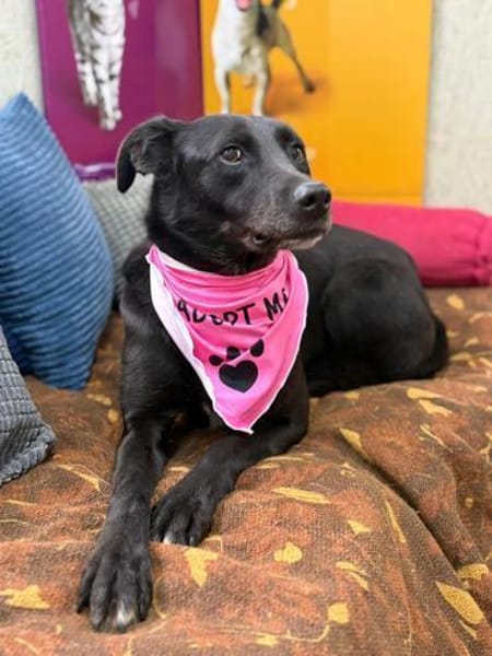 Molly - unser stiller Schatten